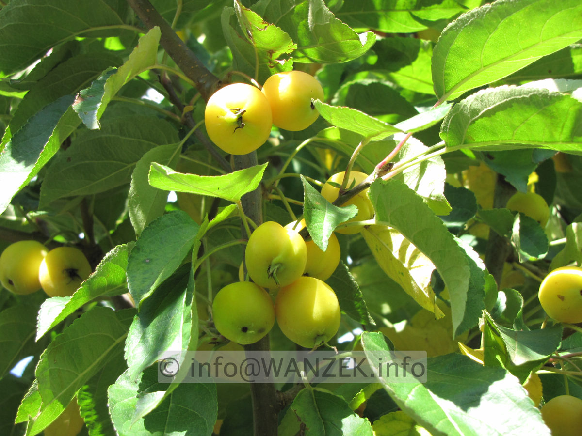 Malus Golden Hornet AEpfel nah.JPG